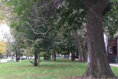 boulevard_view_with_old_trees