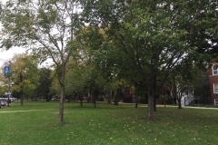 boulevard_view_with_old_trees